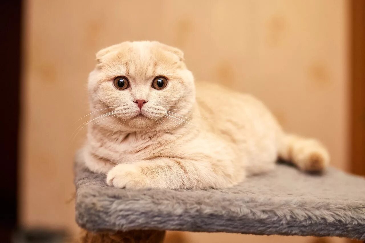 Шотландская вислоухая кошка интересные факты. Скоттиш-фолд шотландская вислоухая. Шотландская вислоухая кошка. Скоттиш фолд koshka. Шотландская вислоухая кошка шейдед.