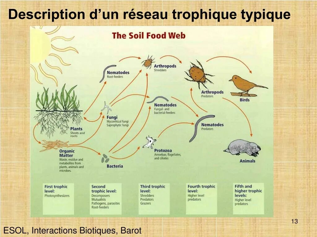 Трофические уровни биоценоза. Функциональная структура экосистемы. Трофические уровни экосистемы схема. Структура экосистемы продуценты.