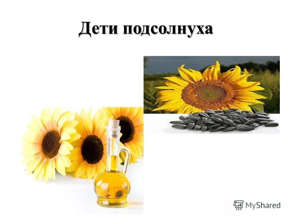 Подсолнечник описание. К какому семейству растений принадлежит подсолнечник. Подсолнечник сорта первенец. Подсолнечник семейство сложноцветных. Подсолнечник семейство сложноцветных.