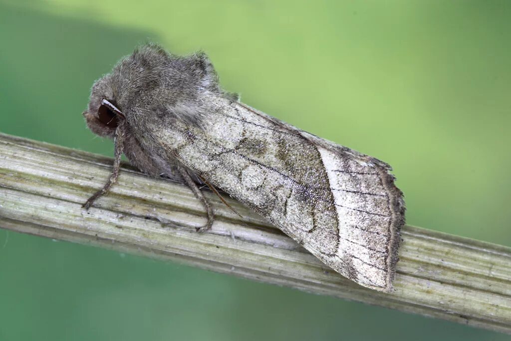 ночная бабочка 8. ночная бабочка 8. ночные бабочки реальные. ночная бабочка 8. бабочка марш.