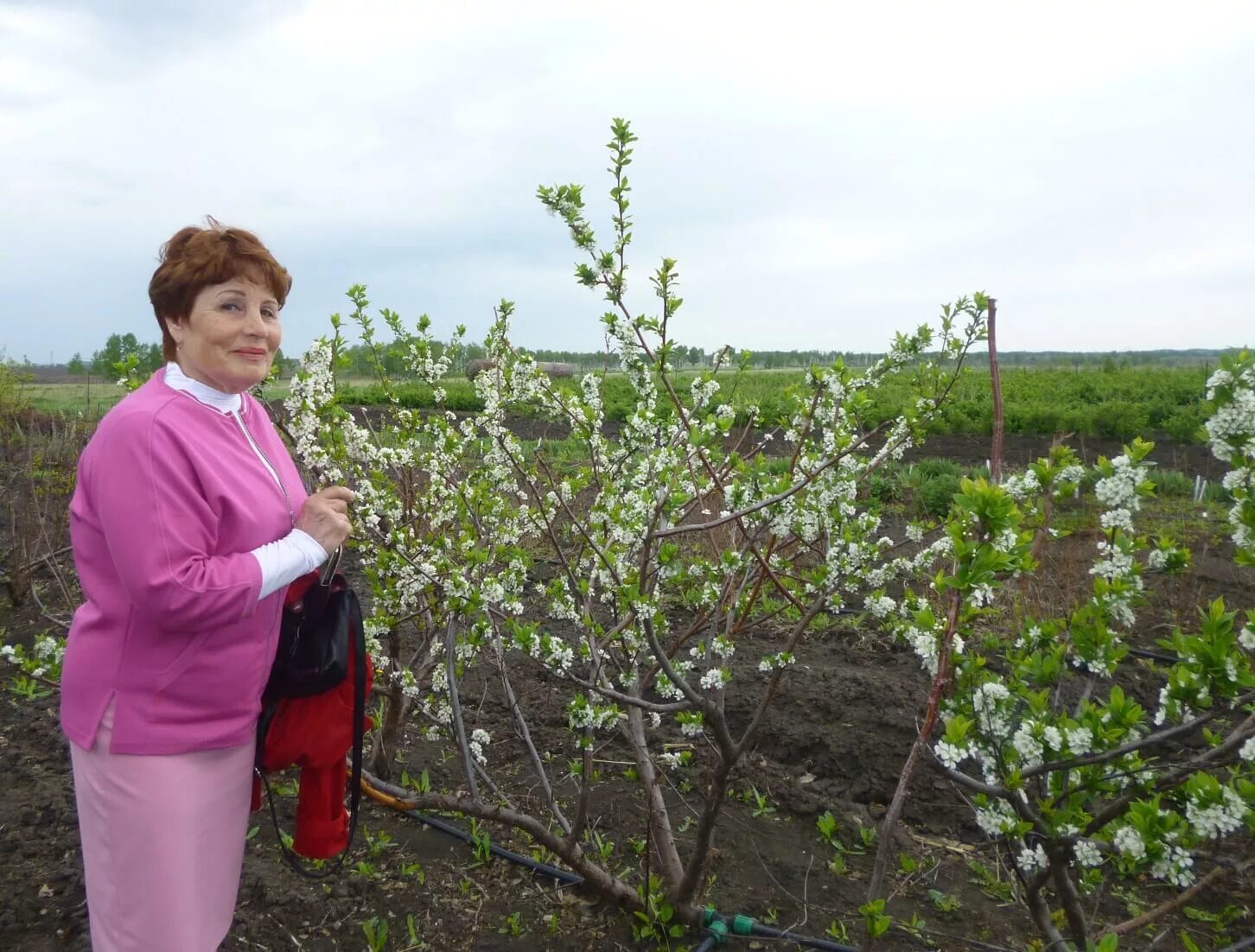 Питомник сад на оми калачинск каталог саженцев. Сад на оми питомник. Плодопитомник лисавенко. Организация плодового питомника. Питомник сад на оми калачинск каталог саженцев.