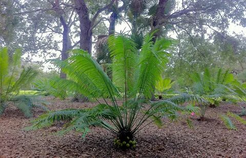 Age plant