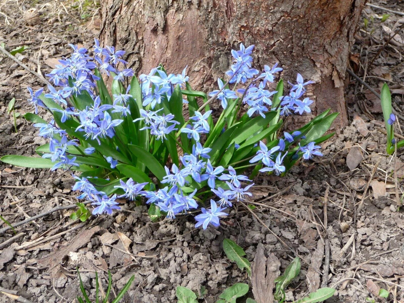 Сцилла цветок купить. Пролеска двулистная. Пролеска Сибирская (Сцилла). Bifolia Сцилла. Сцилла Сибирская (луковица).