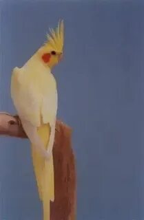 Как видят кореллы