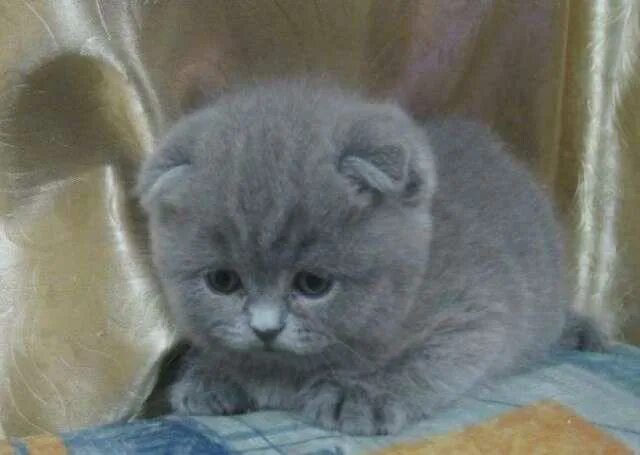 Скоттиш фолд голубой котенок. Шотландская вислоухая кошка голубая плюшевая. Котёнок вислоухий персидский серый. Шотландский вислоухий плюшевый кот британец.