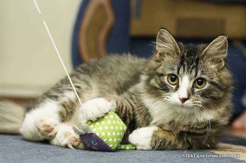 Мурзик. Котенок Мурзик. Подарок кот Мурзик. Мурзик Князев. Котёнок Мурзик картинки.