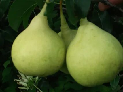 Груша десертная