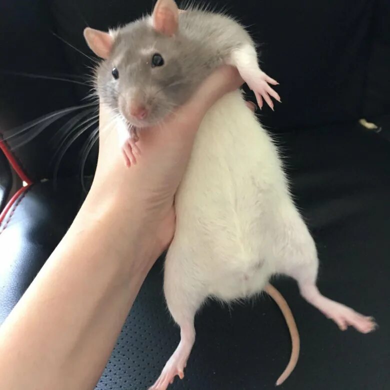 Клетка для крысы дамбо. Взрослая крыса. Крыса дамбо амбер. Крыса дамбо белая взрослая. Взрослая декоративная крыса.