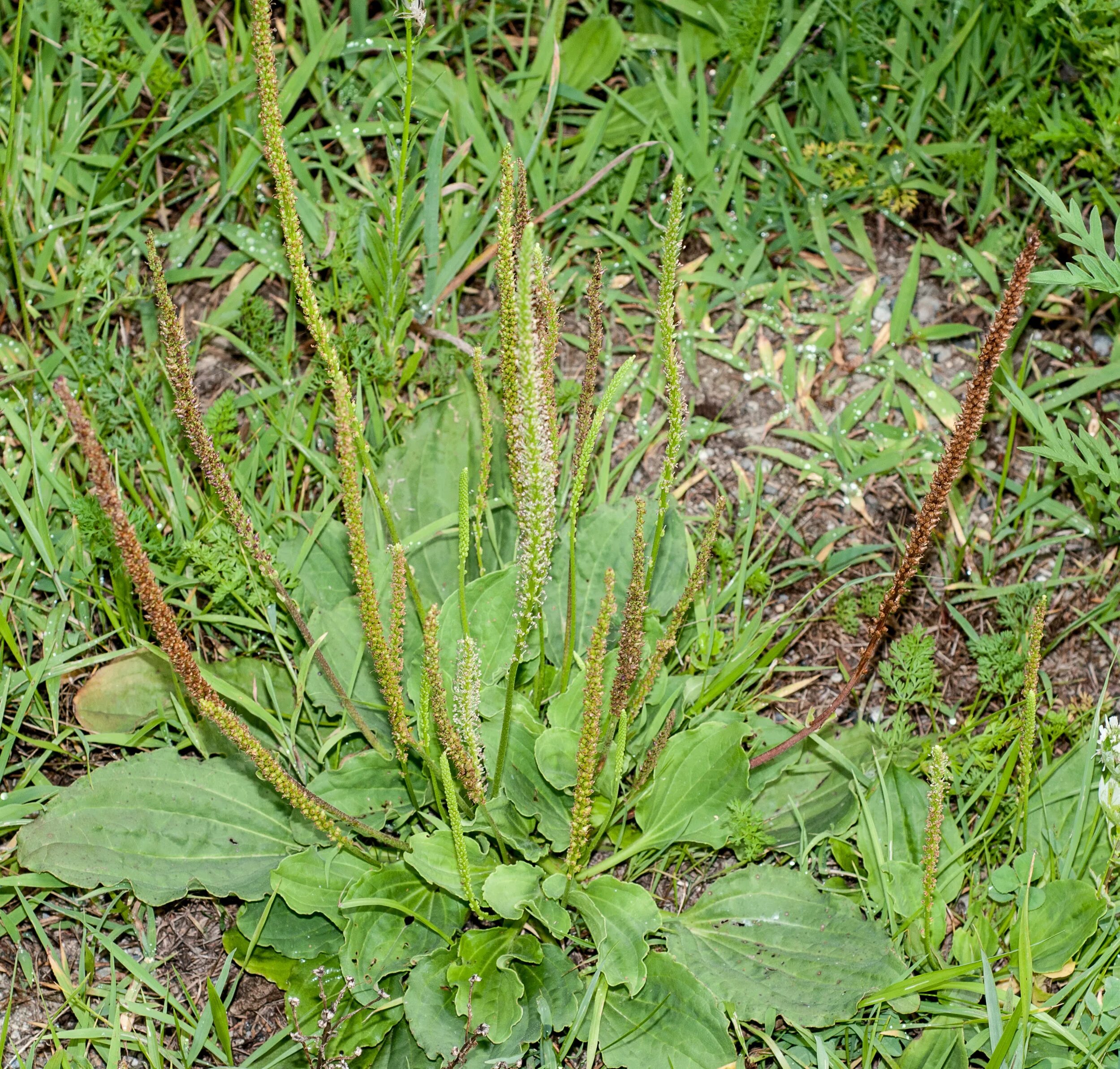 Тип растения подорожник. Plantago major. 34. подорожник большой {plantago major). подорожник сорняк. люцерна подорожник.