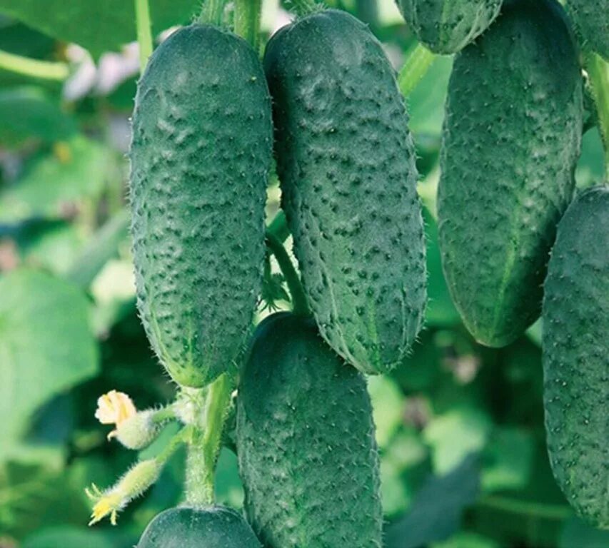 Огурец мэлс f1. Семена огурцов меренга f1. Семена огурец меренга f1. Семена огурец меренга f1 6шт. Огурец партенокарпический меренга f1.