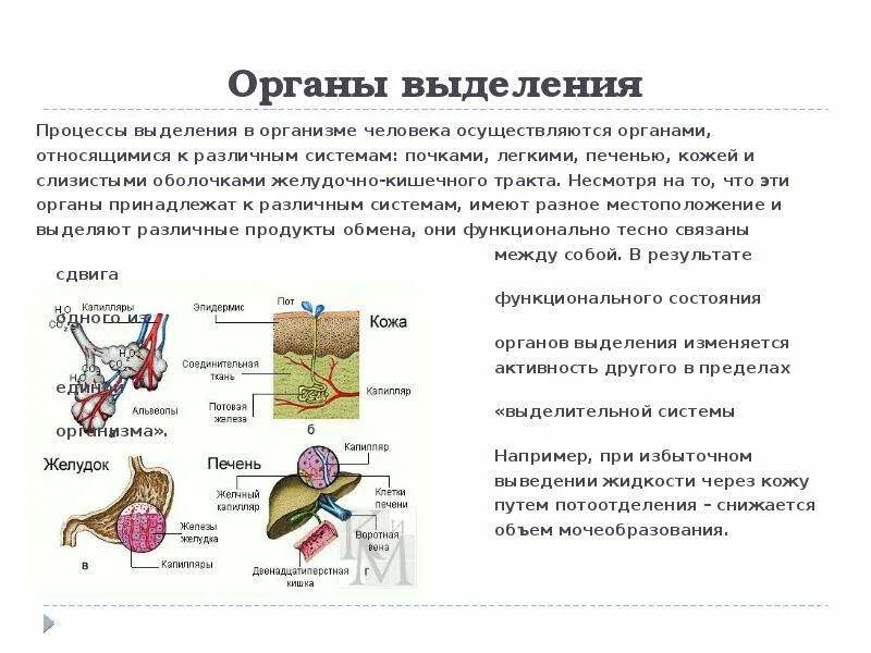 Какую функцию выполняет выделительная система человека. Органы участвующие в процессе выделения. Печень выделительная система. Система органов выделения и кожа. Система органов выделения и кожа функции.