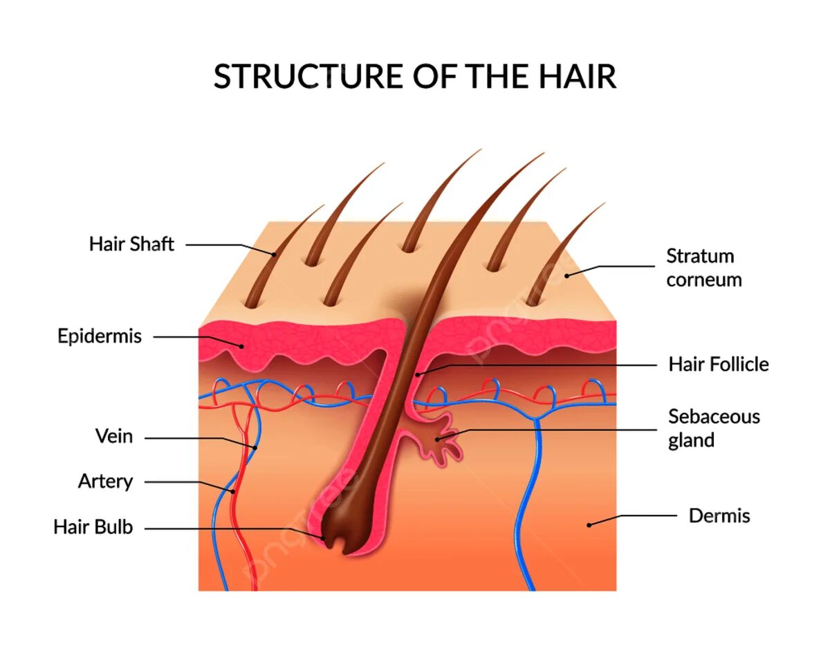 Строение волоса. Луковица волосяная слои кожи. Инфографика волосы. Волосяной фолликул.