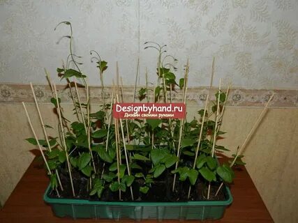 Ипомея рассада