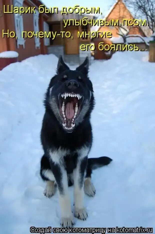 Чего боятся собаки больше всего