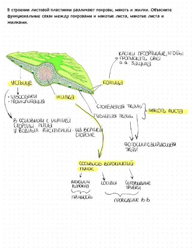 Поперечный срез листа строение. Строение черешкового листа. Схема клеточного строения листа. В строение листовой пластинки различают покровы. Схема внутреннего строения листа биология.