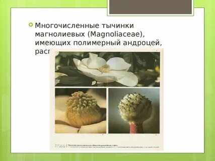Магнолиевые не самая примитивная группа растений