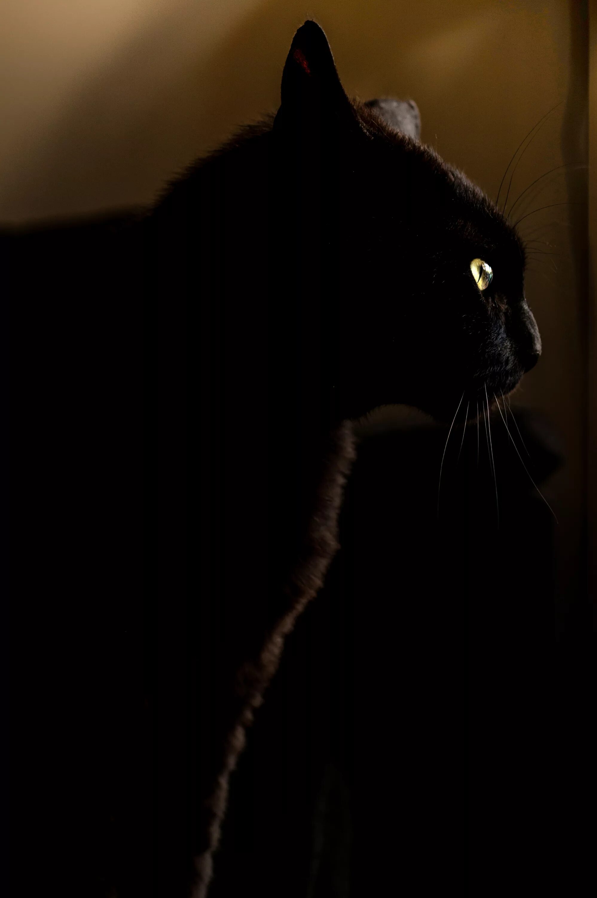 Котенок котэ в темноте. Черная кошка в темноте. грустный черный кот. черный. грустная черная кошка.