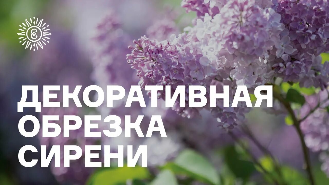 Как обрезать куст сирени. Формировка куста сирени. схема обрезки сирени после цветения. сирень стрижка декоративная. декоративная обрезка сирени.