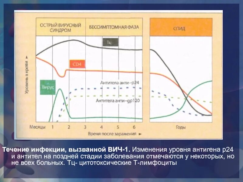 Ат вич 1 2. Антиген р24 ВИЧ. Антитела к ВИЧ 1.2 антиген р24. ИФА p24 антиген. Антиген р24 обнаружен.