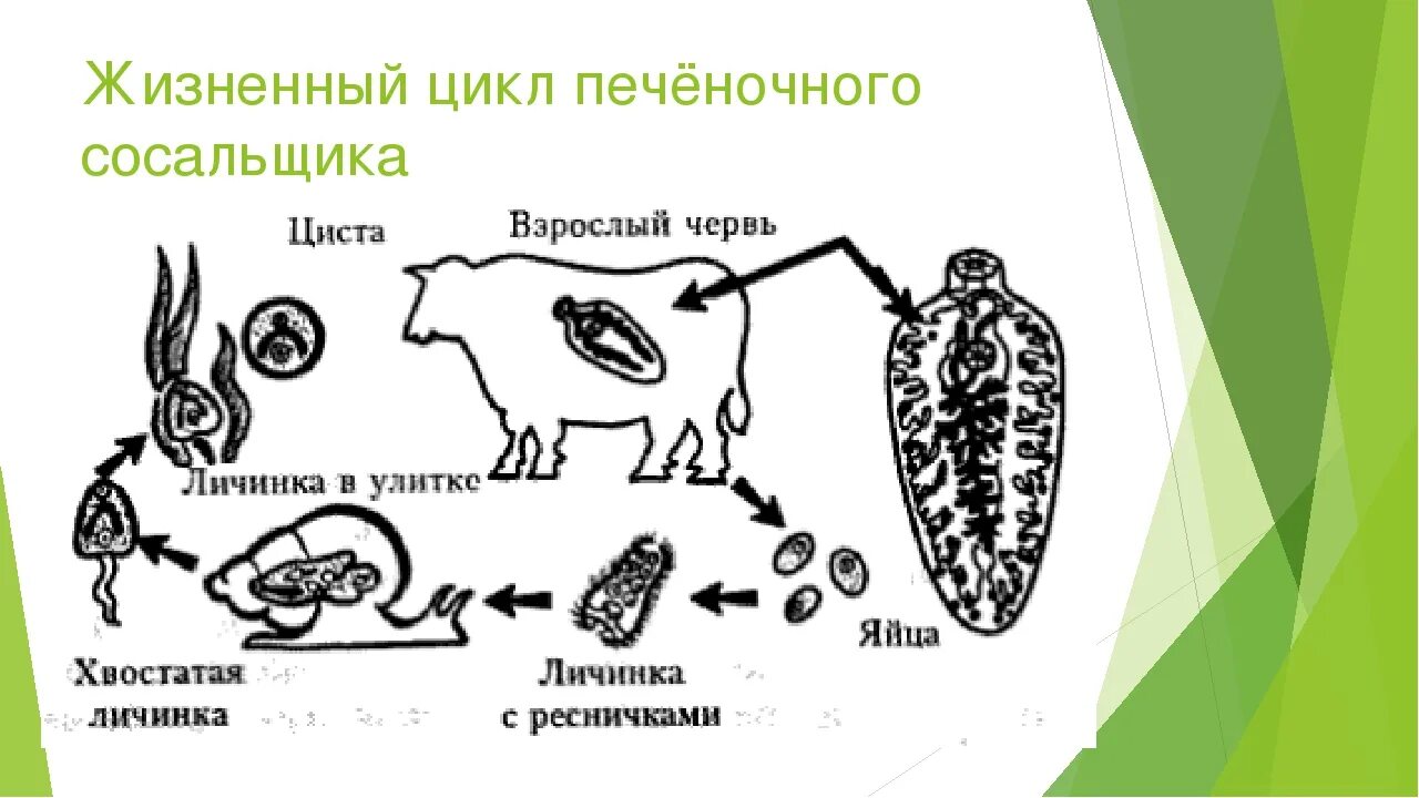 Личинка в промежуточном хозяине. Циклы развития печеночного сосальщик и ленточного червя. Жизненный цикл печеночного сосальщика. Схема жизненного цикла печеночного сосальщика. Цикл развития печеночного сосальщика схема.