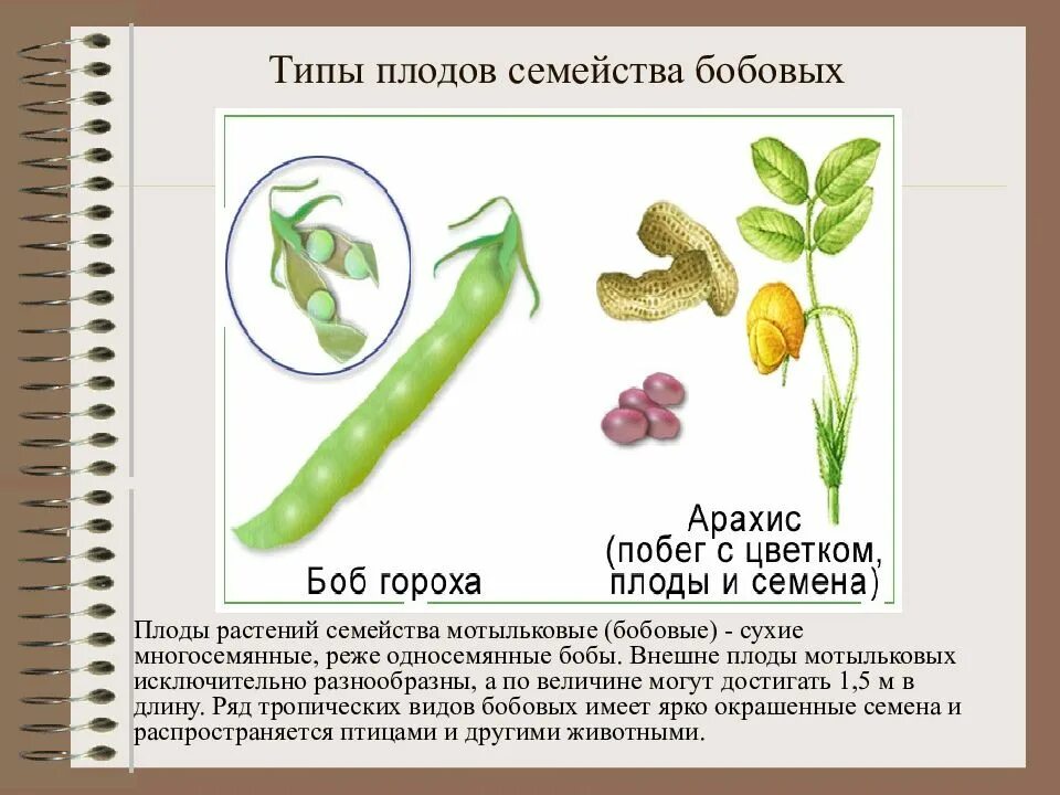 Семейство бобовых виды