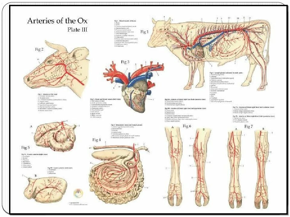 Артерии и вены животных. Анатомия лимфатическая система КРС. Кровеносная система коровы анатомия. Схема артерий головы КРС. Анатомия животных Ветеринария КРС.