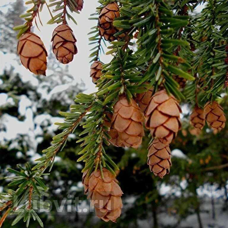 Канадское хвойное. Тсуга шишки. Tsuga canadensis шишки. Тсуга Западная Tsuga heterophylla. Тсуга канадская.