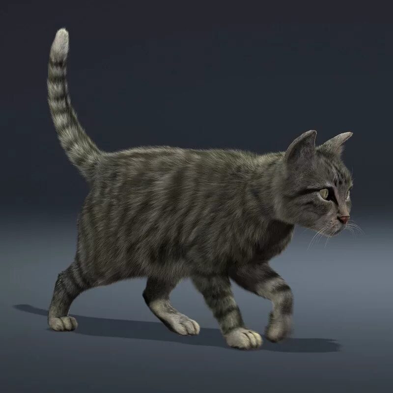 Кошка d. Катс 3д. кошка 3д. кот 3д модель. кошка 3d модель.
