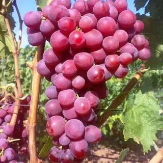 Виноград алиса в стране чудес отзывы