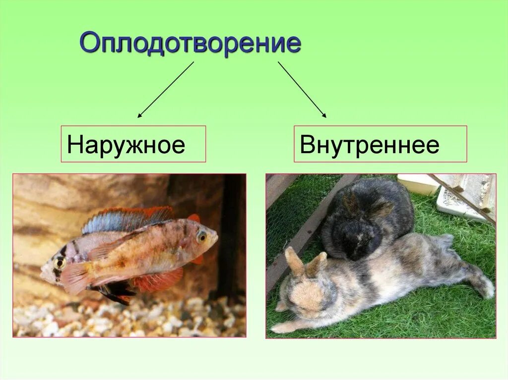 Выберите типы оплодотворения. Внутреннее оплодотворение. Наружное оплодотворение. Внешнее и внутреннее оплодотворение. Наружное оплодотворение и внутреннее оплодотворение.