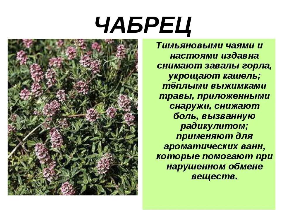 Чабрец польза и вред для женщин. Тимьян лекарственные растения. Чабрец полевой. Тимьян чабрец растение. Тимьян полевой.