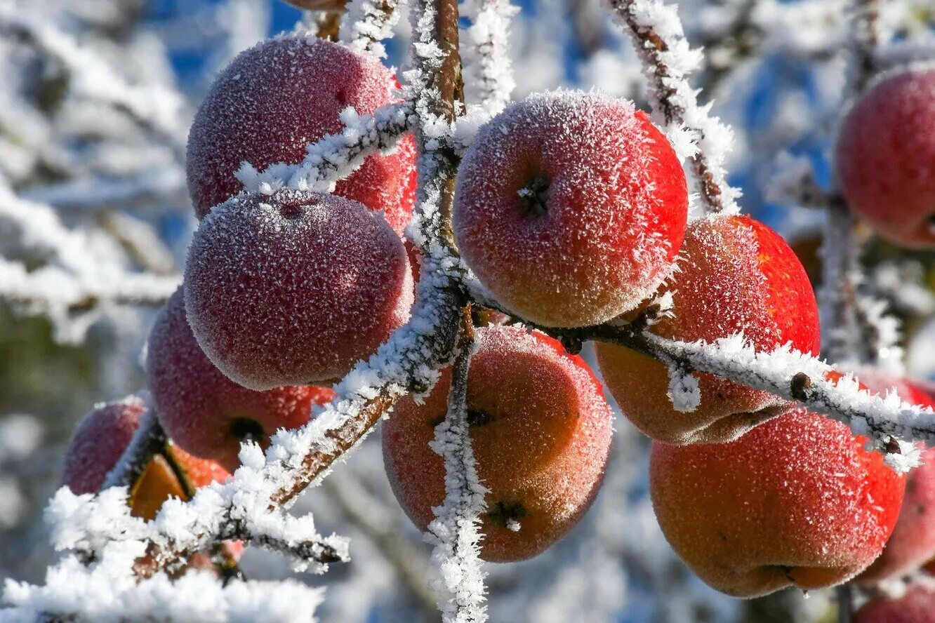 Зимняя яблоня какая. Зимние яблоки. Яблоня зимой. Яблоки на снегу. Яблоня в снегу.