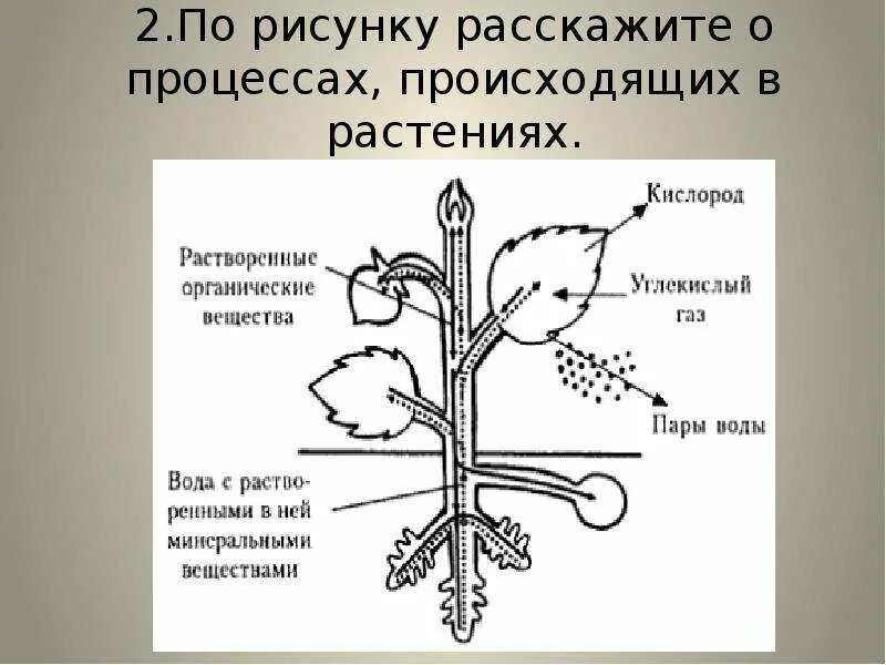 Процесс жизнедеятельности изображен на рисунке. Процессы жизнедеятельности растений. Основные процессы жизнедеятельности растений. Процесс жизнедеятельности растений схема. Процессы жизнедеятельности растений 6 класс.