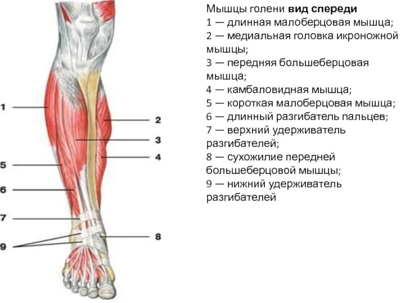 Мышцы голени передняя группа. Малоберцовая мышца анатомия. Мышцы голени правой вид спереди и сбоку.