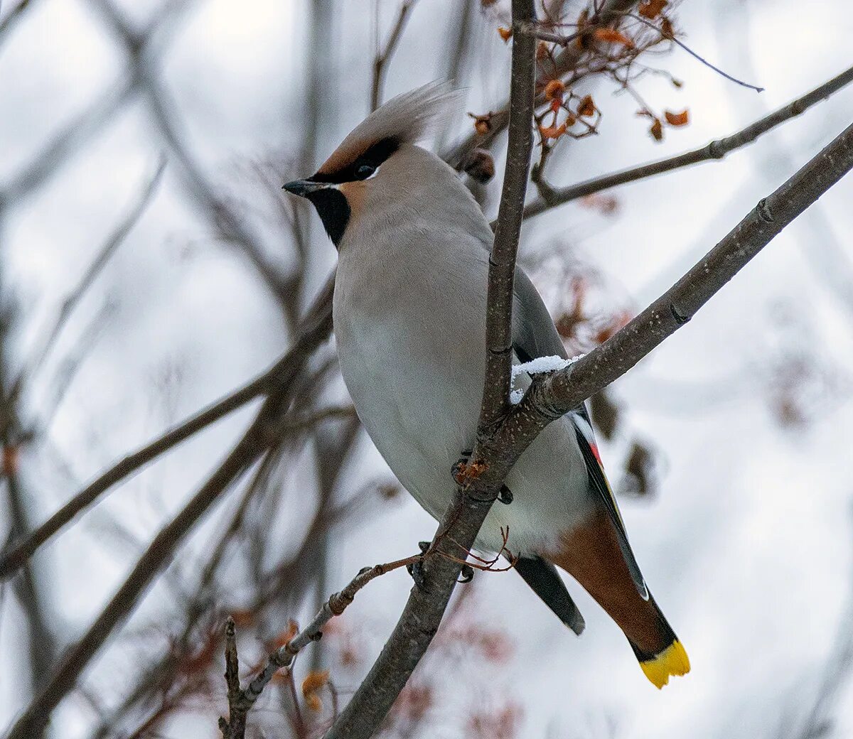 Свиристель (Bombycilla garrulus). Хохлатая свиристель. Свиристель Сибирская. Свиристель Северная. Покажи свиристель