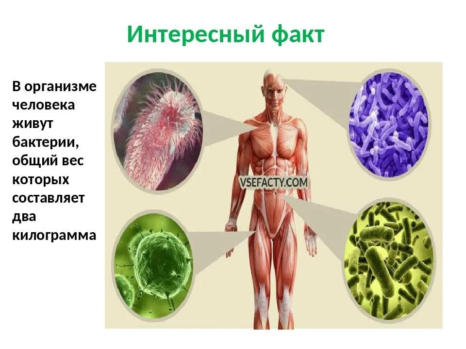 Биологические факты человека