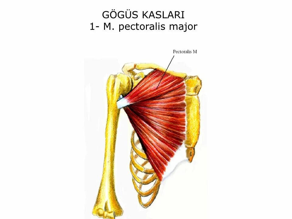 M pectoralis major. Pectoralis major minor. M pectoralis major. Pectoralis major) прикрепляется к:. M pectoralis major функция.