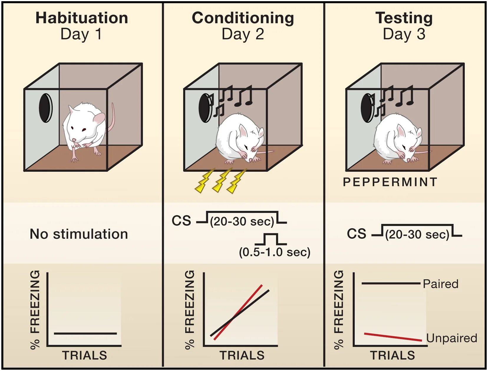 Fear conditioning. Secret conditioning. Forms of Fear: Learning and Evolution. Conditioning process