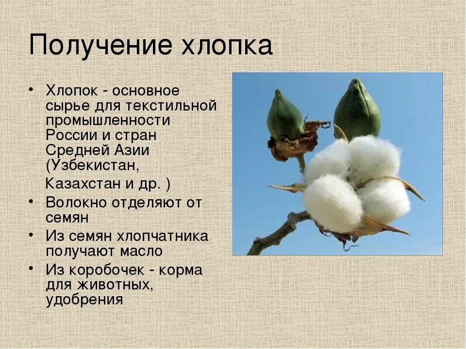 Хлопок получается из. Хлопчатник окружающий мир 3 класс. информация о хлопке. хлопок для детей. сообщение о хлопчатнике.
