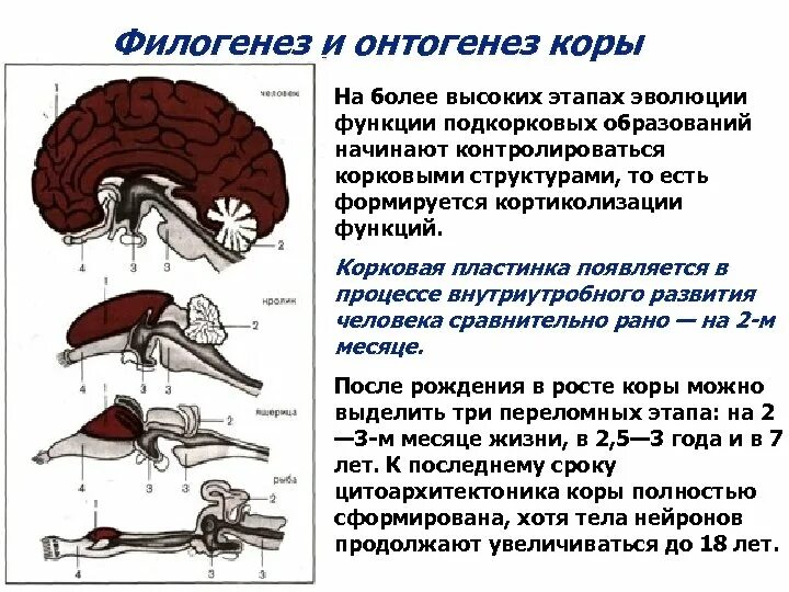 Филогенетически отделы коры головного мозга. Филогенез коры головного мозга. Развитие коры больших полушарий головного мозга. Этапы развития головного мозга в онтогенезе.
