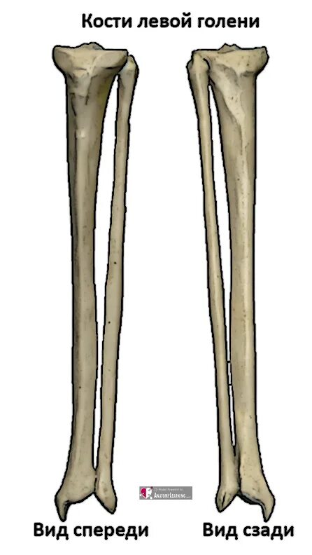 Находится берцовая кость. Кости голени малоберцовая кость. Большеберцовая кость мало юерцовая кость. Голень большеберцовая кость. Кости голени малоберцовая кость большеберцовая.