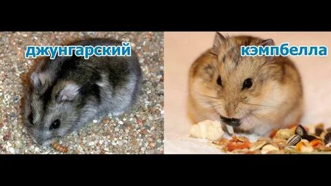 Чем отличаются хомяки