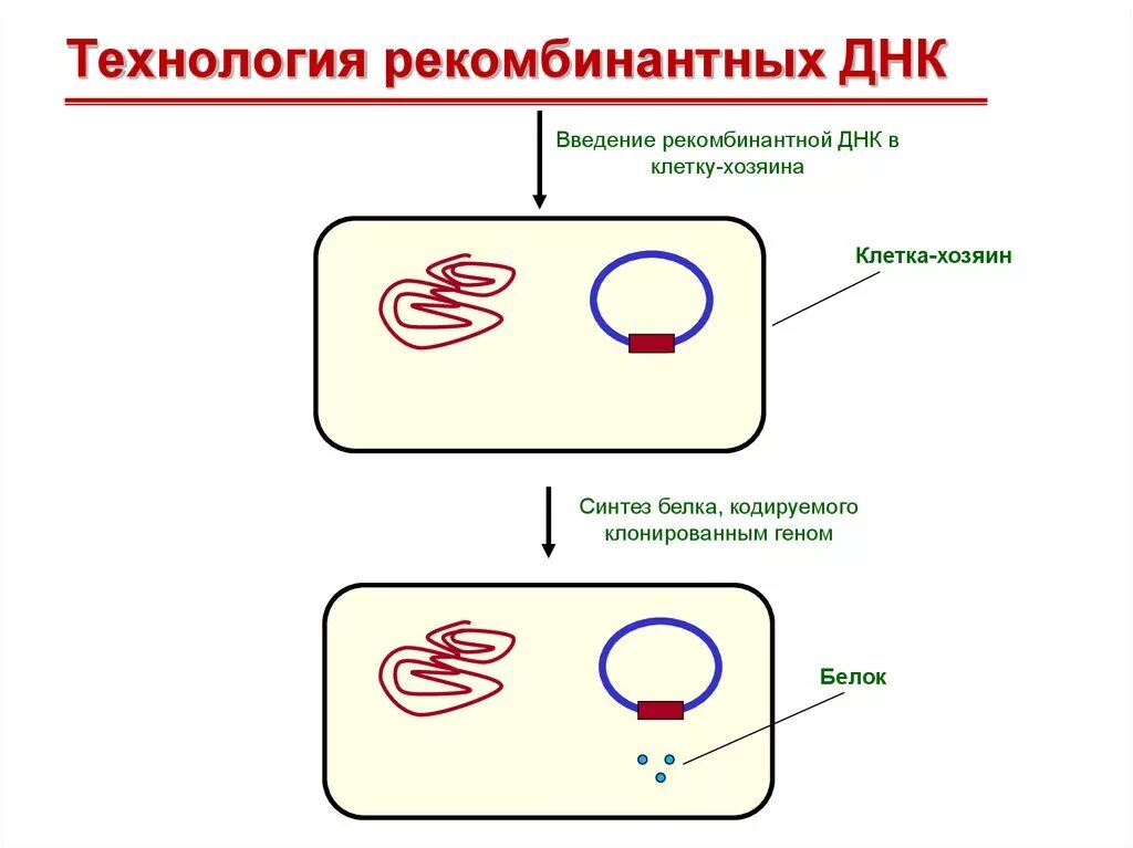 Очистка плазмид. Технология получения рекомбинантных белков. Метод рекомбинантных ДНК схема. Этапы технологии рекомбинантной ДНК. Схема получения рекомбинантной ДНК.