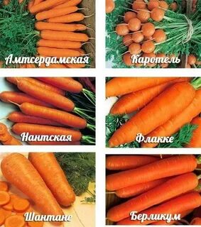 Сортотипы моркови