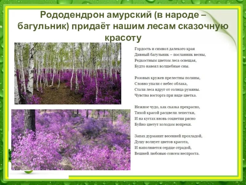 Слушать ивана кучина багульник. Кучин багульник. Рододендрон амурский. Багульник уссурийский. Кучин багульник.