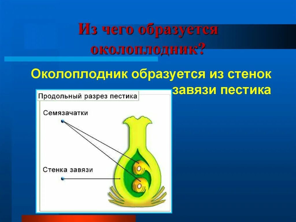 В результате образуется из завязи. Завязь биология околоплодник. Из чего образуется околоплодник. Из чего формируется околоплодник. Околоплодник развивается из.