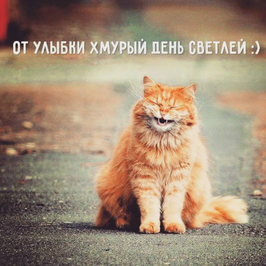 Доброе утро хорошего настроения котики. Кот хорошего настроения. хорошего дня с котами. доброе утро худая. хмурое настроение.