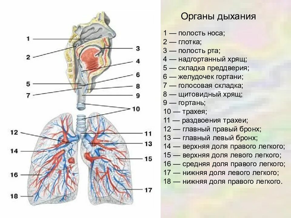 В какую систему органов входит гортань. Полость носа, глотка, гортань, трахея, бронхи и легкие.. Полость носа гортань трахея бронхи. Органы дыхания носовая полость. Строение гортани трахеи бронхов.