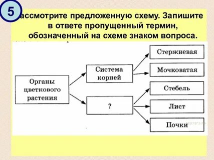 7 заполните предложенную схему
