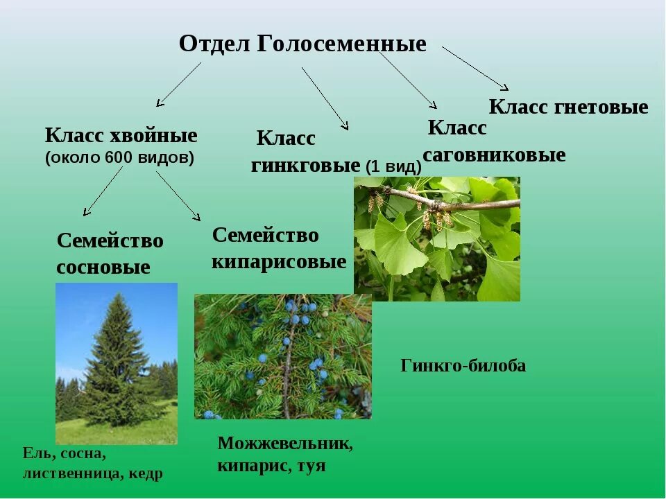 2 представителя голосеменных. Систематика отдела голосеменных растений. классы отдела голосеменные растения. хвойные представители голосеменных. отдел голосеменные растения хвойные.
